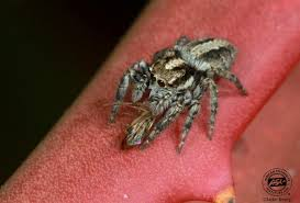 do jumping spiders bite